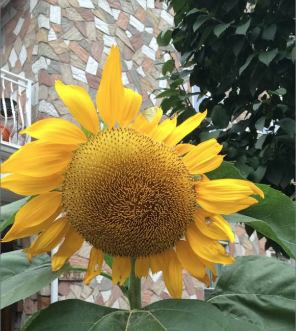 screen-shot-2016-10-06-at-1-20-58-pm