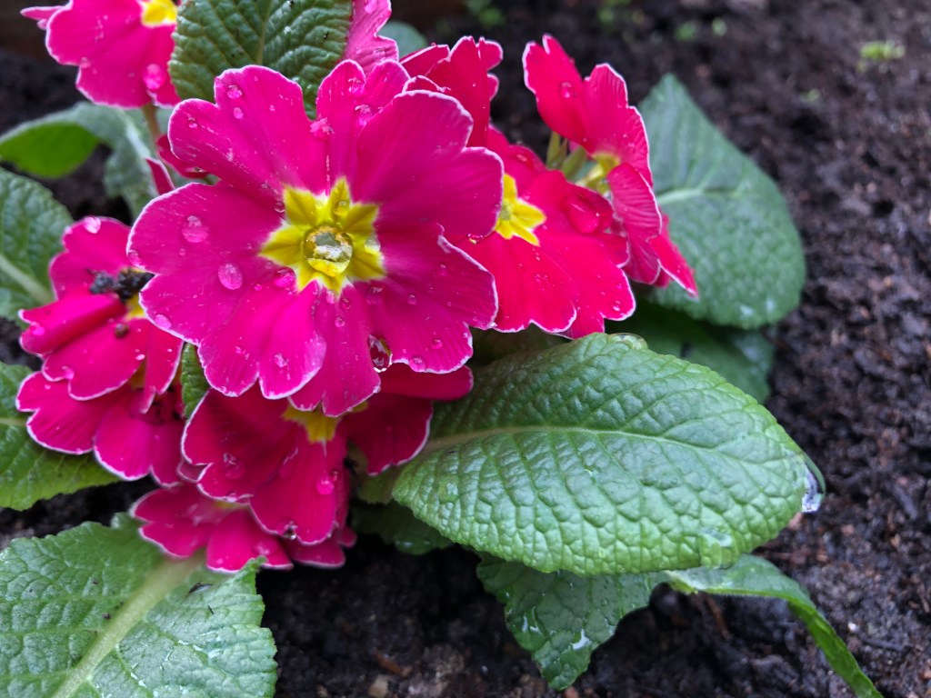 Jardin Journale: Late winter inspiration