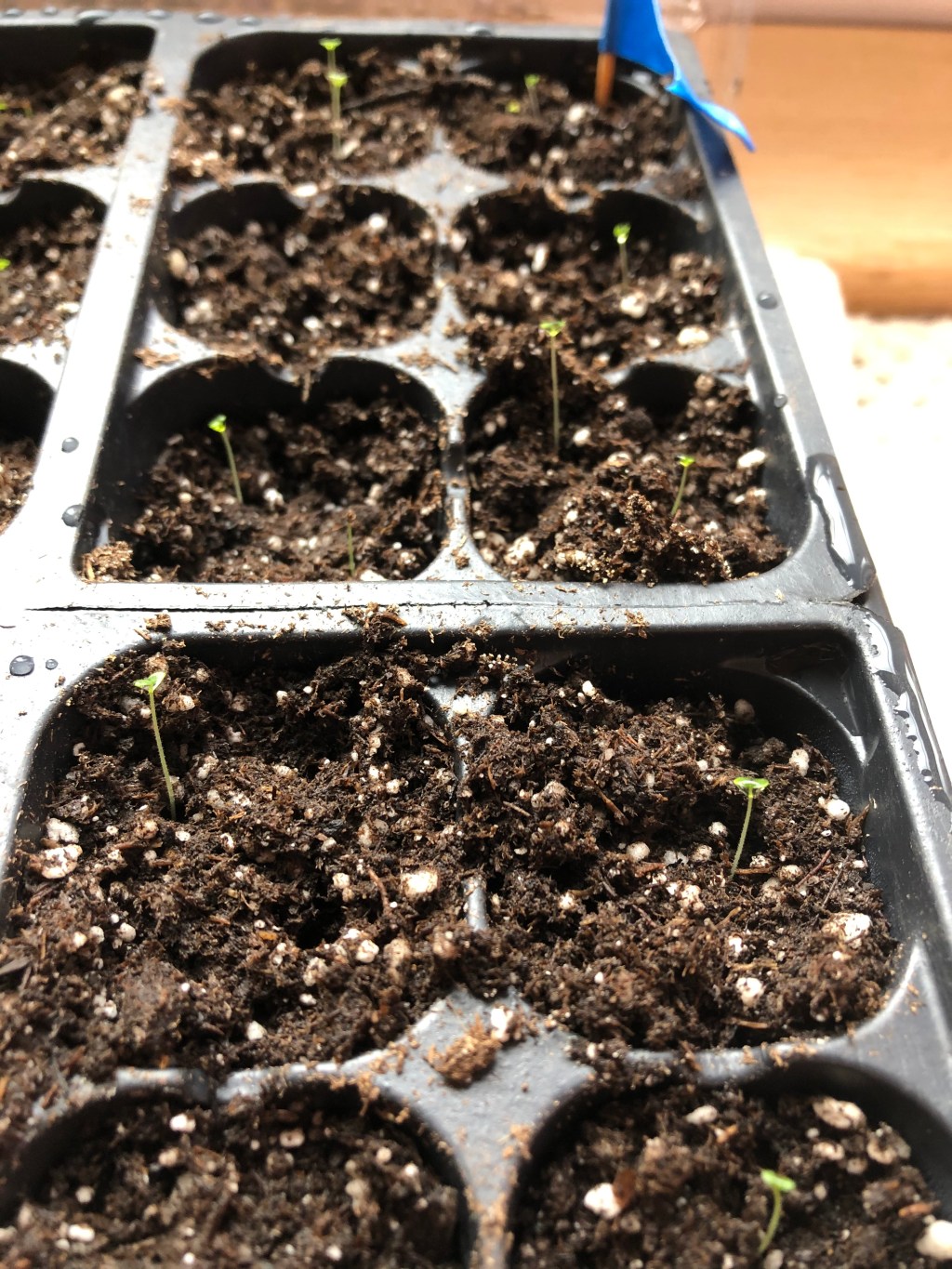 Jardin Journale: Greet Spring